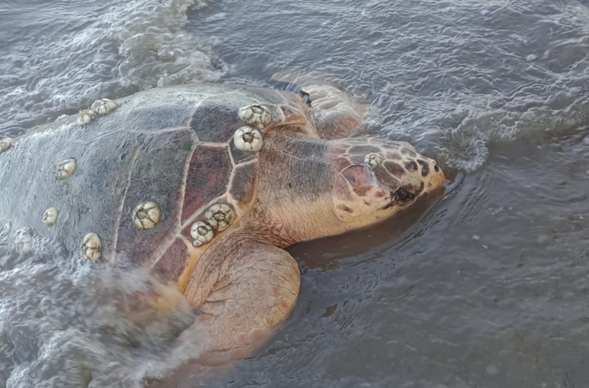  Tartaruga ferida por moto aquática é encontrada por banhistas em praia de Nossa Senhora do Socorro – G1