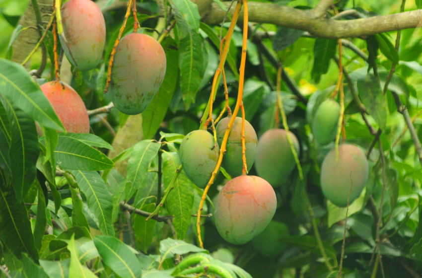  Frutas produzidas na Bahia despertam interesse de outros países, e preço dispara para os baianos – Jornal Correio