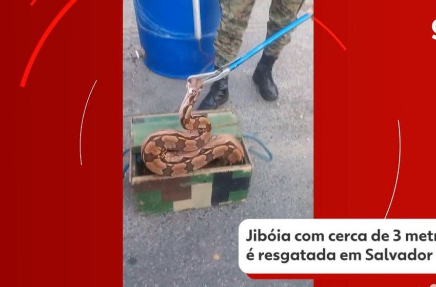  VÍDEO: jiboia de três metros é resgatada dentro de balde em Salvador – G1