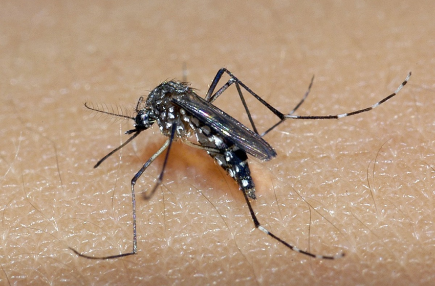  Sobe para 59 número de mortes por dengue na Bahia; epidemia abrange 256 municípios – G1