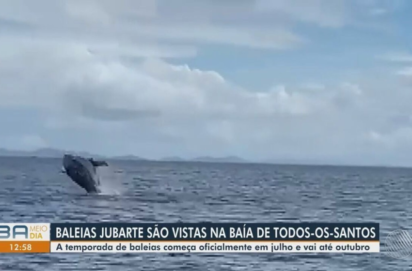  Baleias Jubarte chegam mais cedo à Baía de Todos-os-Santos – G1