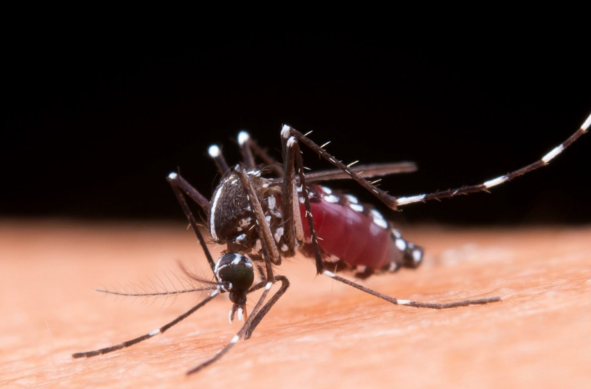  Mortes por dengue na Bahia chegam a 85; mais de 130 cidades estão com epidemia da doença – Metro 1